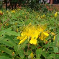 基地直銷金絲桃.連翹.火棘.迎舂.金絲梅.金葉女貞.小葉女貞.