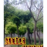 國槐種子如何培育