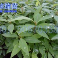 楨楠苗/金絲楠木苗