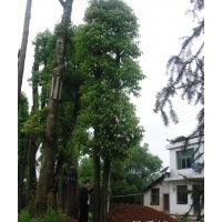 供應(yīng)15-50公分香泡樹