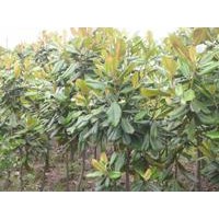 供應(yīng)廣玉蘭