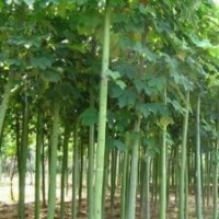 青桐/青桐樹