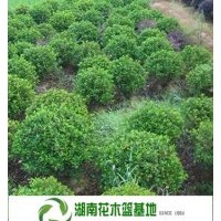 杜鵑球,杜鵑球價格,湖南杜鵑球