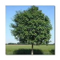 供應(yīng)白蠟樹苗白蠟樹批發(fā)速生白蠟樹價(jià)格