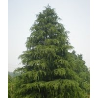 長(zhǎng)期供應(yīng)南京信誠(chéng)雪松