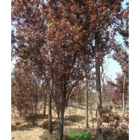 大量供應(yīng)紅葉李2公分3公分4公分紅葉李5公分6公分紅葉李價(jià)格