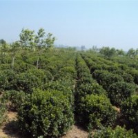 大葉黃楊 長(zhǎng)期出售