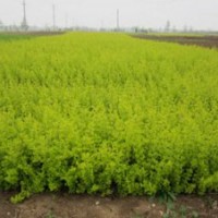 供應(yīng)金葉女貞