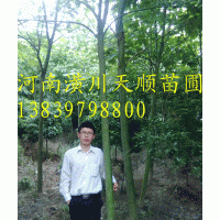 青桐 低價處理青桐