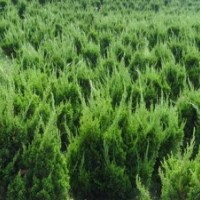 供應龍柏，龍柏球，蜀檜，北京檜，地柏等苗木