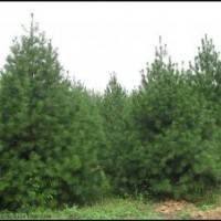 供應(yīng) 白皮松