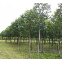 供應(yīng)大葉女貞 香樟 紫薇 烏桕 石楠 樸樹 紅葉李 榔榆 廣玉蘭