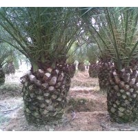 出售加拿利海棗