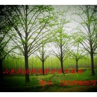 出售銀杏樹  銀杏盆景