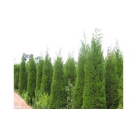 供應(yīng)大量精品1-5米蜀檜