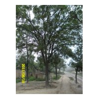 大量供應(yīng)國槐樹！