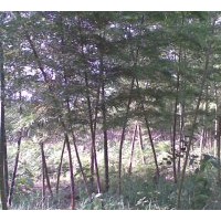 長(zhǎng)期 供應(yīng) 毛竹以及多種竹類品種 量大從優(yōu)
