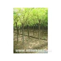 供應(yīng)河北金葉槐 河北金枝槐