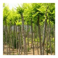 大量供應(yīng)高低金葉榆