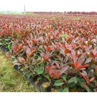 供應紅葉石楠（容器苗）500萬