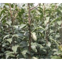 供應(yīng)各種規(guī)格實生，嫁接成品的果樹苗木