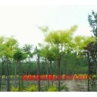 供應(yīng)金葉槐 矮接金葉槐