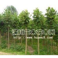 供應(yīng)馬褂木，潢川馬褂木批發(fā)