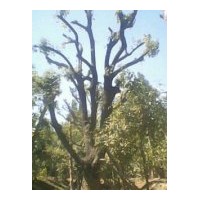 供應(yīng)五角楓