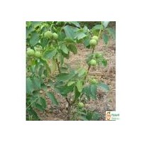 絳縣核桃苗批發(fā)