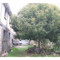 拋售17-33公分低分枝桂花,另售各規(guī)格銀杏,香樟,羅漢松