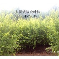 供應(yīng)；金葉榆、金葉槐、香花槐、嫁接垂柳、白蠟、電話1375452904
