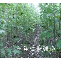 長(zhǎng)年供應(yīng)新疆楊、漳河柳垂柳、國(guó)槐、油松