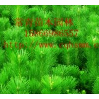 大量供應(yīng)黑松小苗，臨沂黑松苗