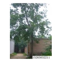 本基地常年供應國槐，青桐，法桐，合歡，白蠟，千頭春