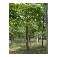 拋售15---18公分銀杏樹