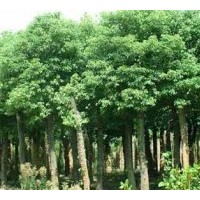 供應(yīng)桂花，丹桂，金桂花，香樟，廣玉蘭