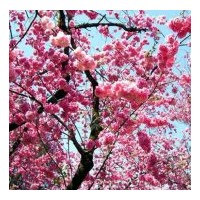 河北美人梅 美人梅價(jià)格