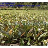 供應厚樸苗木，厚樸，赤樸，烈樸，川樸