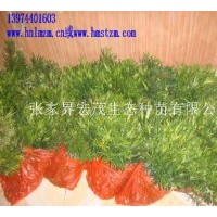 供應羅漢松苗，羅漢松種子，造型樹羅漢松