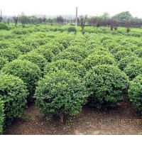 供應(yīng)小葉女貞