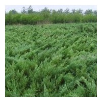 供應(yīng)30厘米長(zhǎng)地柏