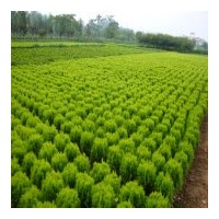 供應(yīng)松類： 雪松、龍柏 蜀檜、灑金柏、地柏、黑松