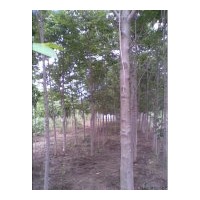 供應(yīng)七葉樹(shù)