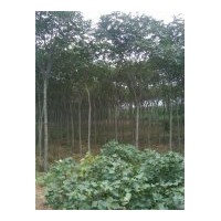 供應千頭椿 毛白楊 速生楊 臭椿 速生柳 垂柳 黃柳 合歡 榆樹等