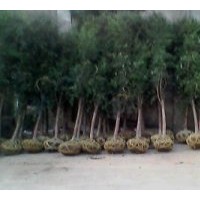 供應(yīng)紅豆杉