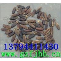 供應(yīng)鳳凰木種子 鳳凰木育苗技術(shù) 紅花楹樹種子 鳳凰木苗