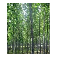 出售胸徑8—14公分銀中楊