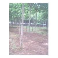 供應(yīng)平陰國(guó)槐 法桐 垂柳、速生柳、金絲柳、饅頭柳、樟河柳