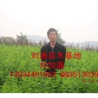 供應(yīng)南方果樹(shù)苗