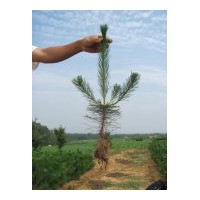 供應(yīng)50公分營(yíng)養(yǎng)杯油松苗 20公分容器袋白皮松苗